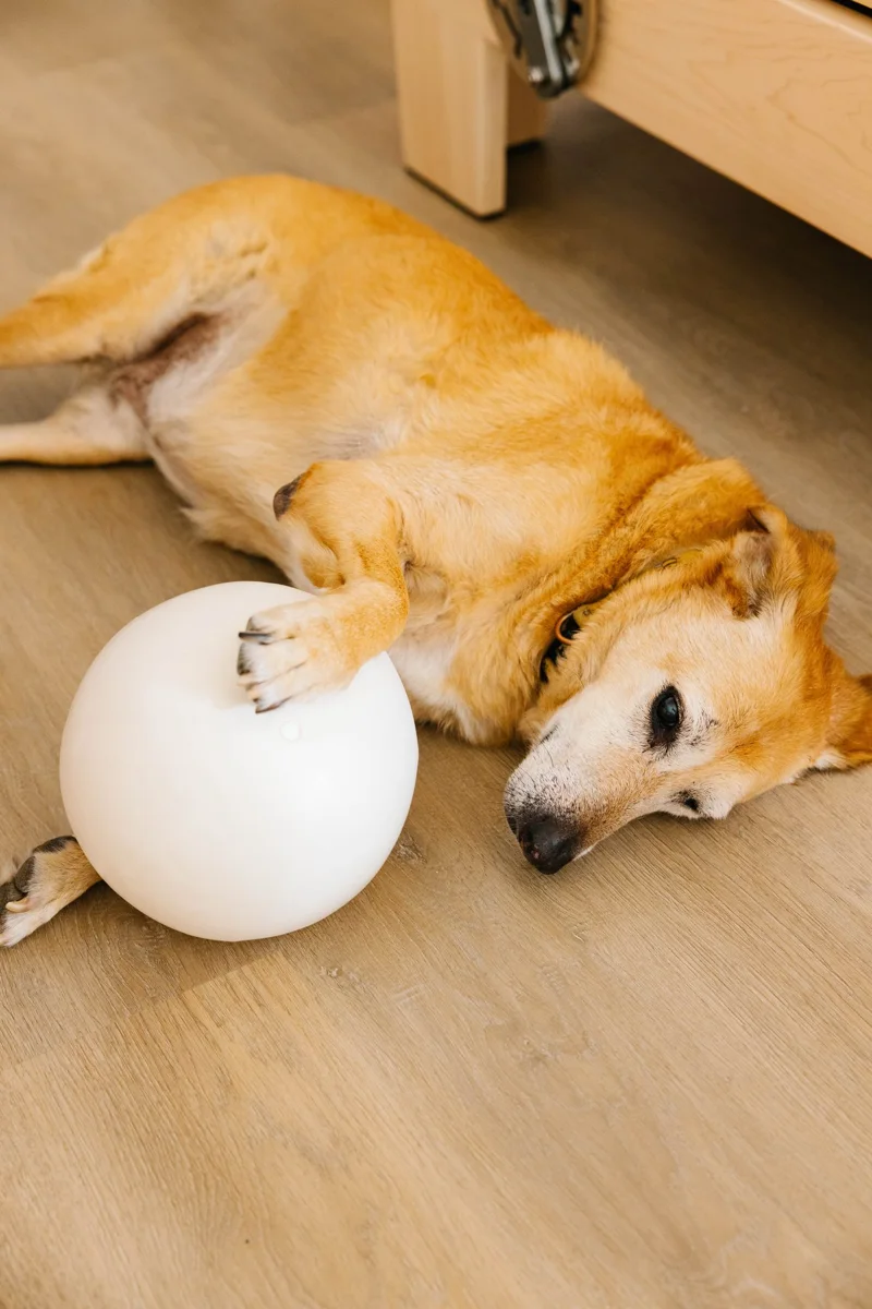 Ella relaxing with her white ball at Soma Co.